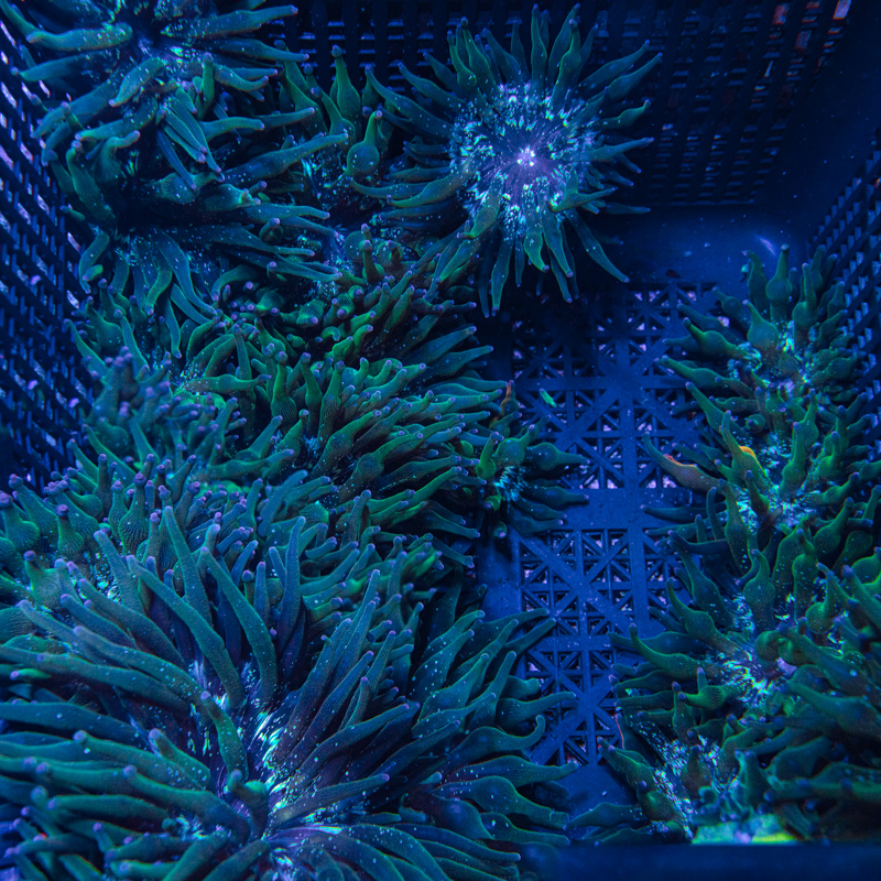 Tidal Gardens - Nexus Joker Bubble Tip Anemone