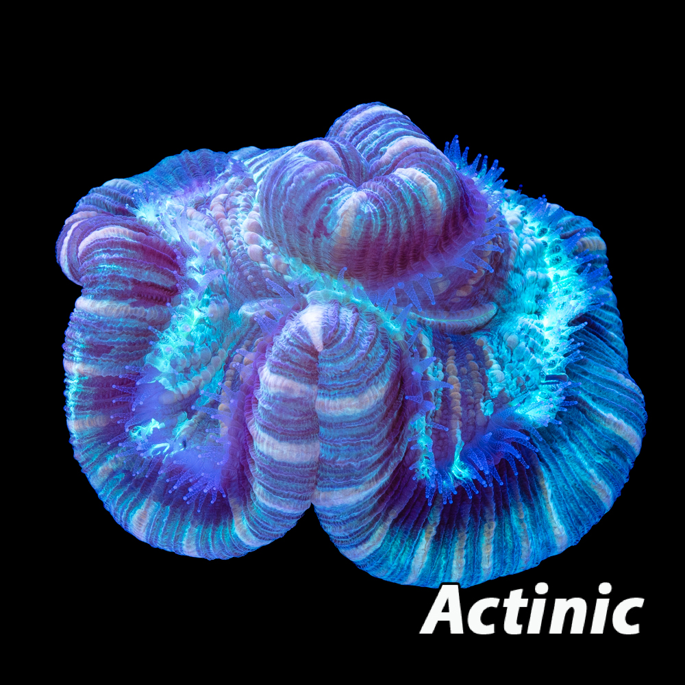 Tidal Gardens - Indo Trachy Brain
