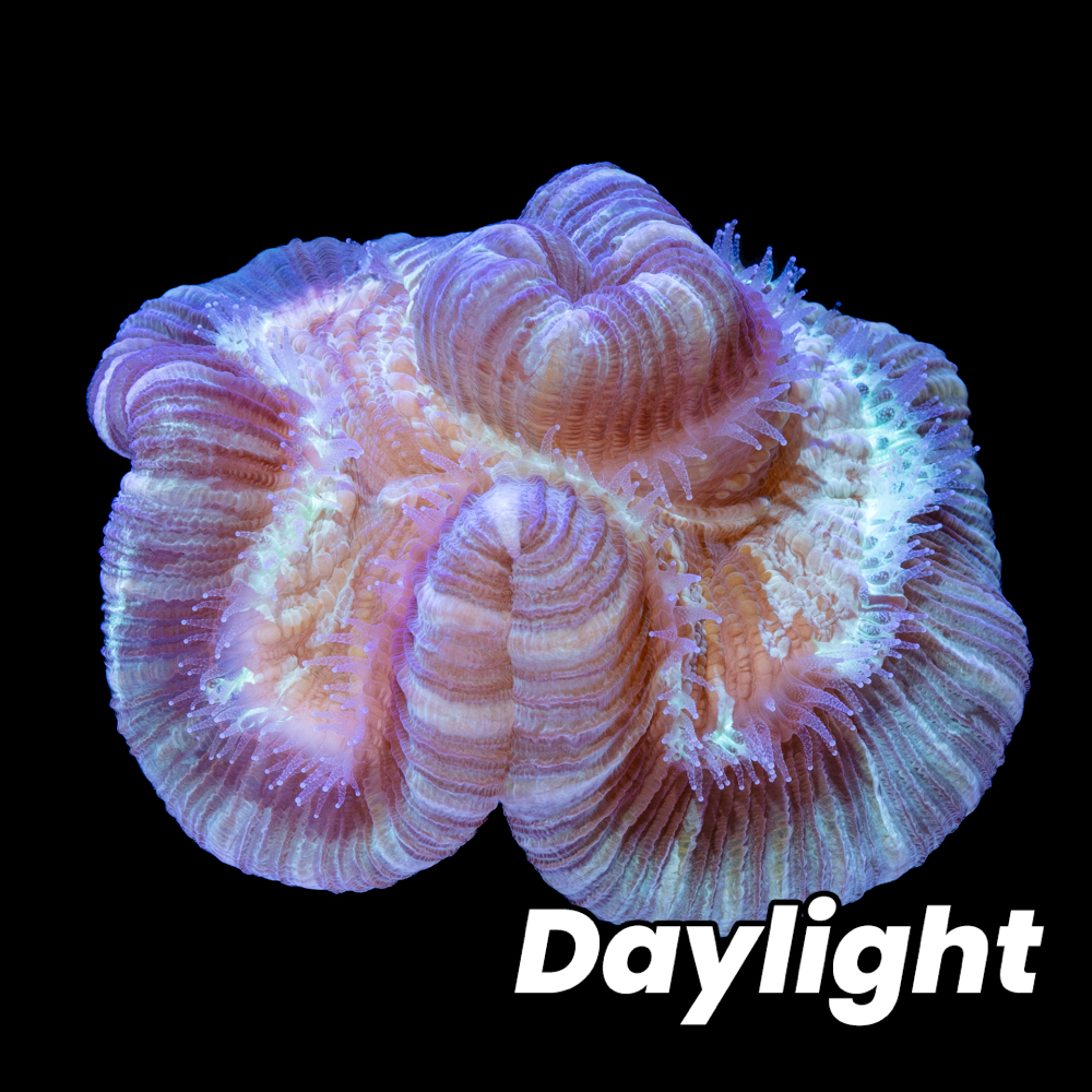 Tidal Gardens - Indo Trachy Brain