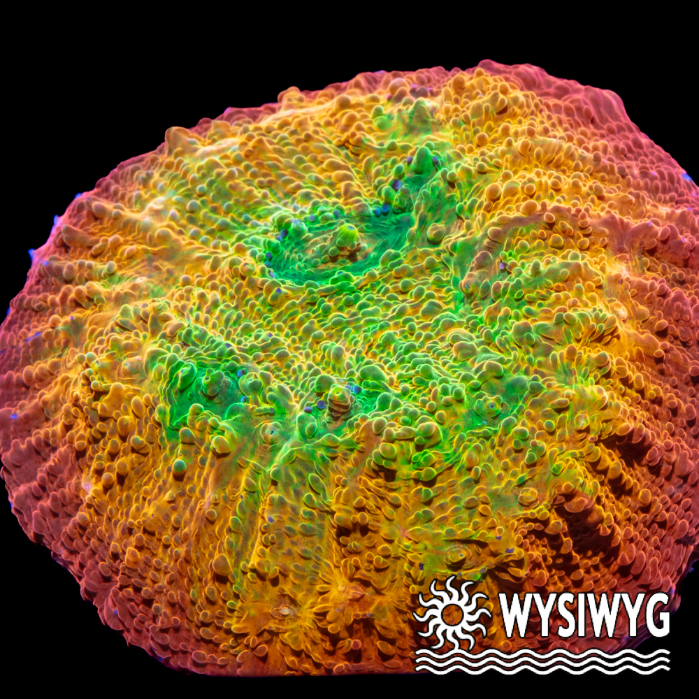 Sunburst Chalice - Tidal Gardens