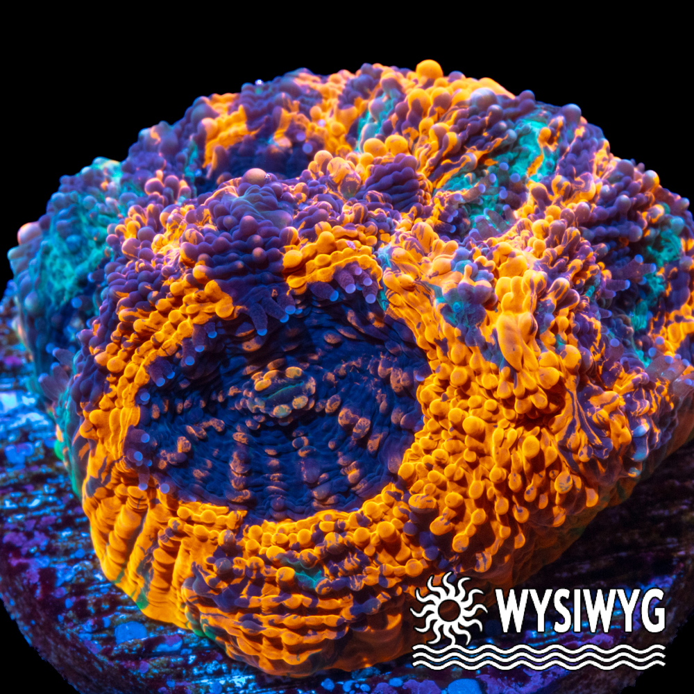 Orange Crush Acanthastrea echinata - Tidal Gardens