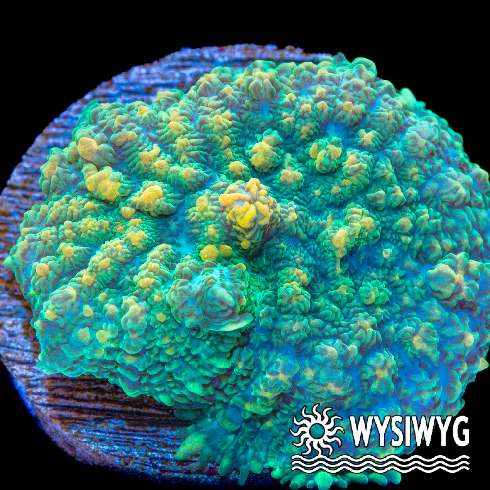 Firefly Rhodactis Mushroom - Tidal Gardens