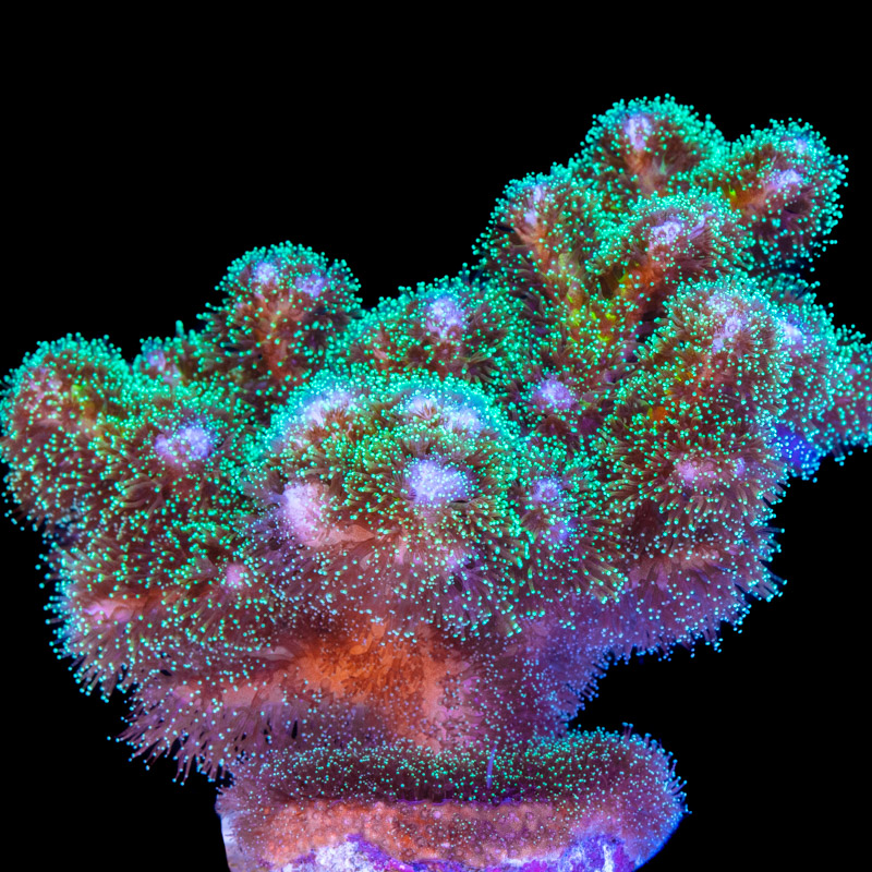 Pocillopora Corals for Sale - Tidal Gardens