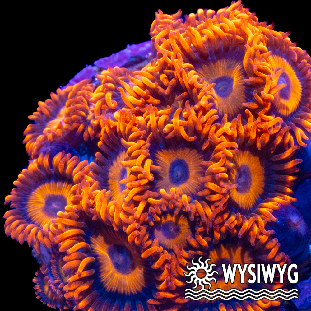 Tangerine Dreams Zoanthids - Tidal Gardens