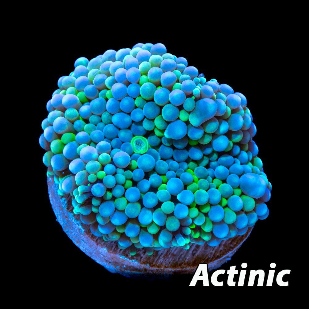 Multicolor Ricordea florida Mushroom - Tidal Gardens