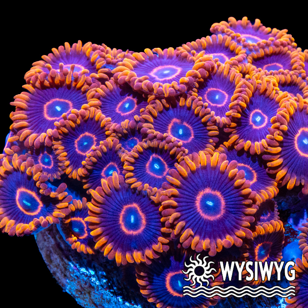 Tidal Gardens - Red Hornet Zoanthids