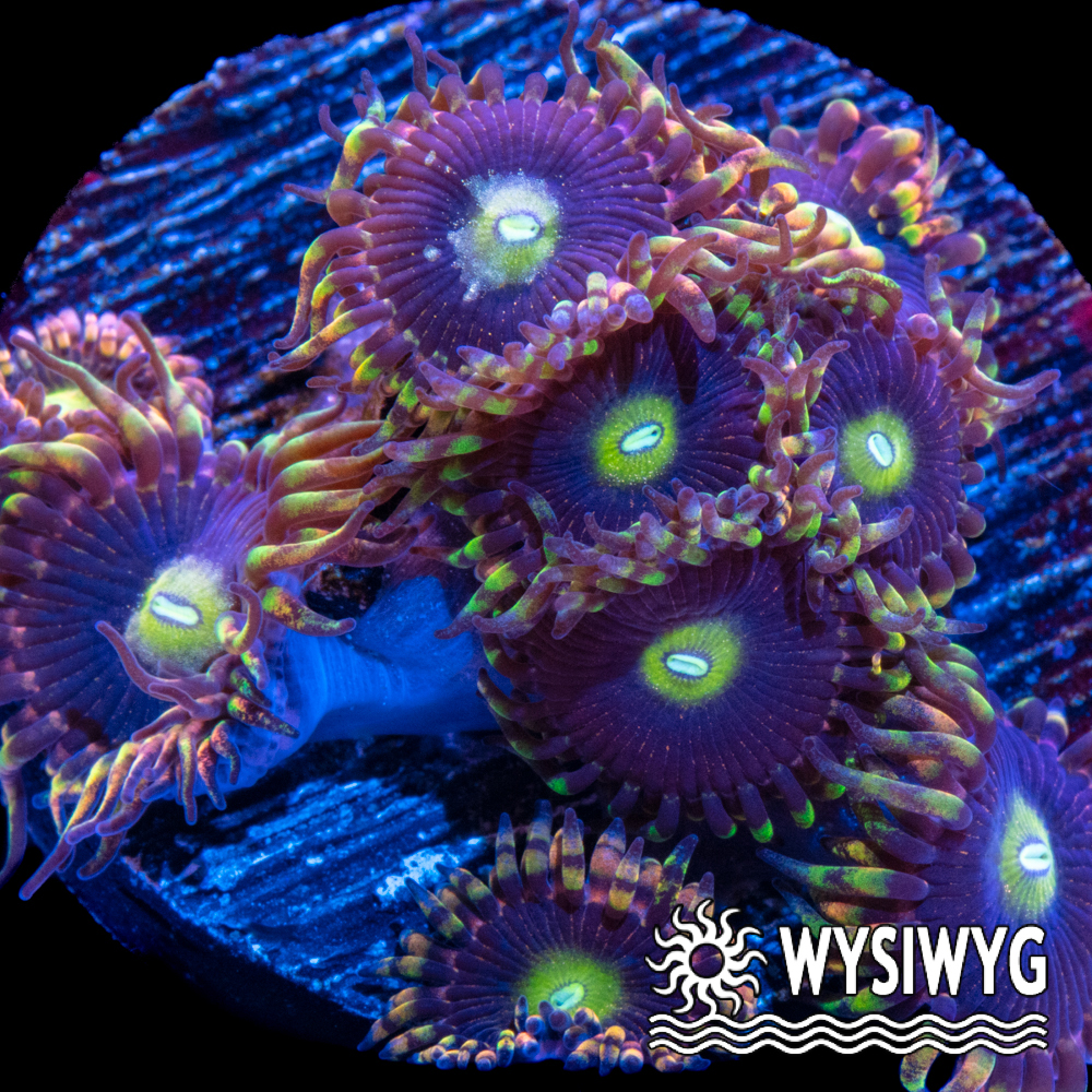Bozo’s Birthday Zoanthids - Tidal Gardens