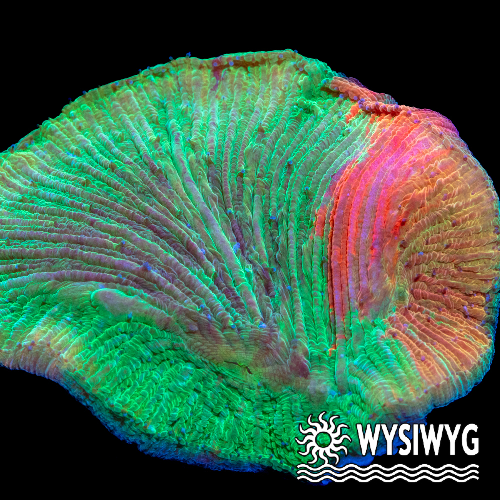 Diablo Diaseris Plate - Tidal Gardens