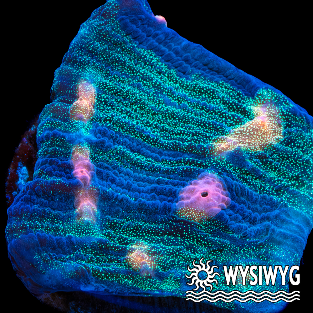 TG Galactic Prism Chalice - Tidal Gardens