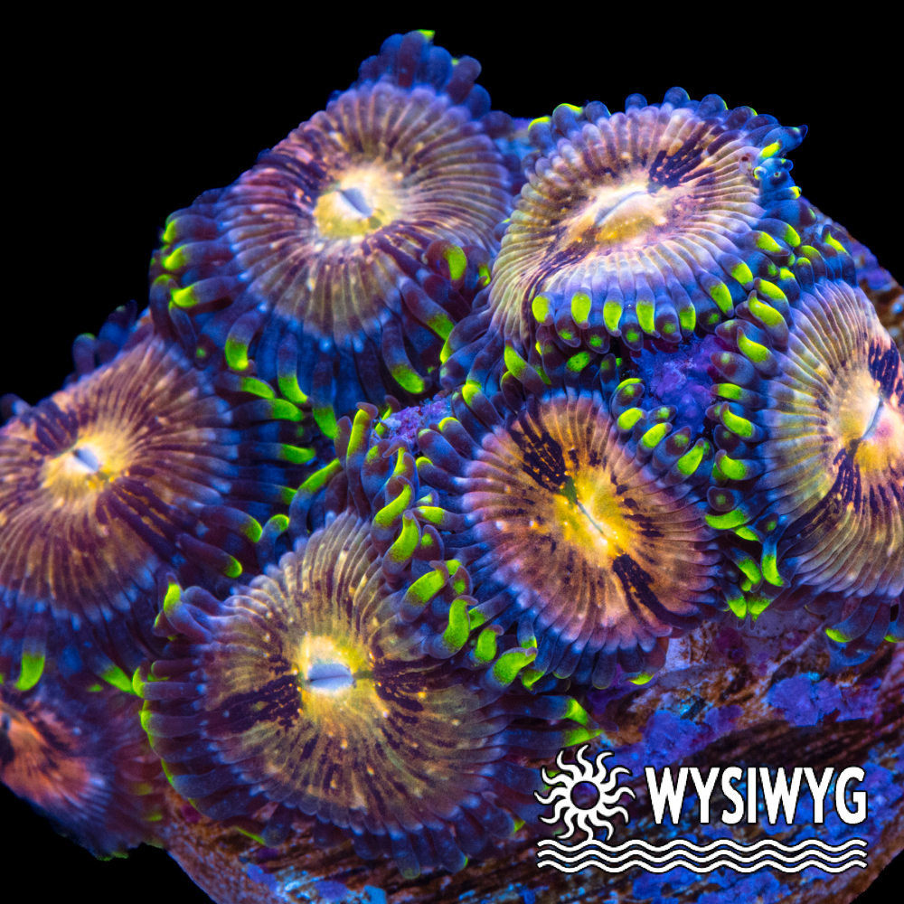 Nirvana Zoanthids - Tidal Gardens