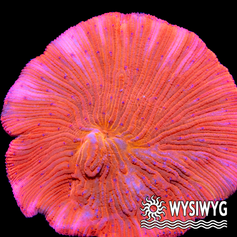 Tidal Gardens - Red Devil Diaseris Plate