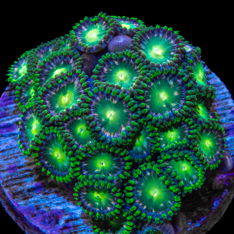 Tidal Gardens - Space Gator Zoanthids