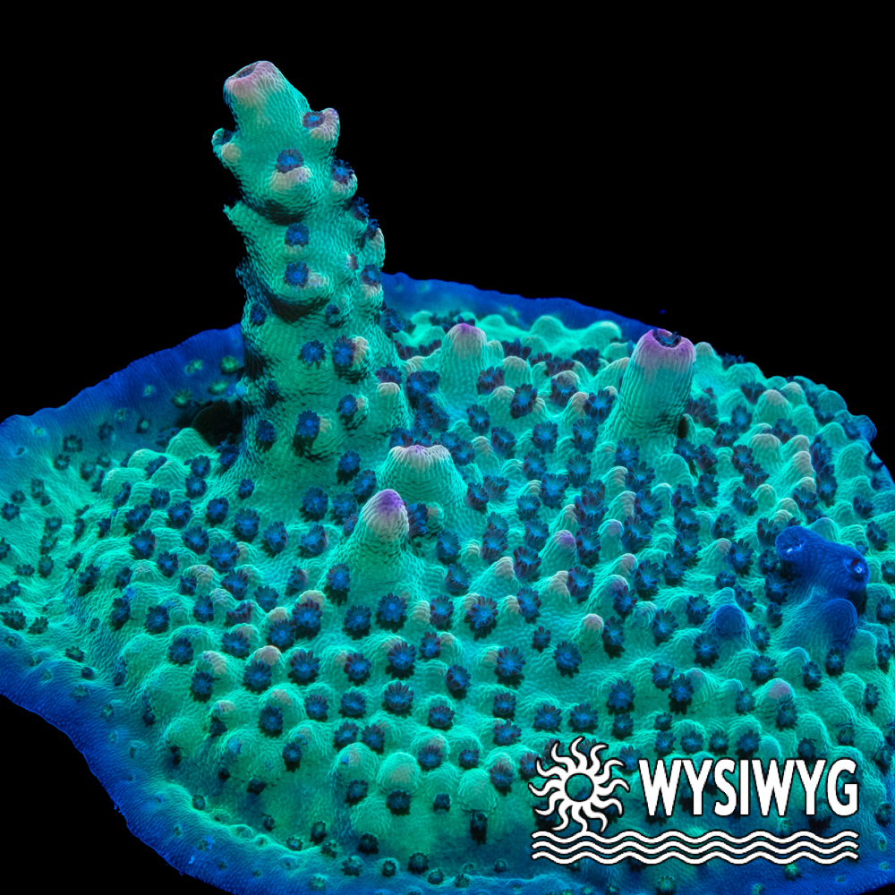 Berry Blast Acropora - Tidal Gardens