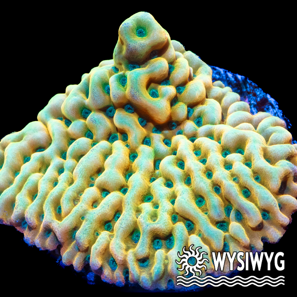 Tidal Gardens - Kung Pao Montipora