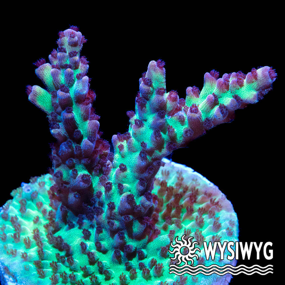 Raspberry Shortcake Acropora - Tidal Gardens