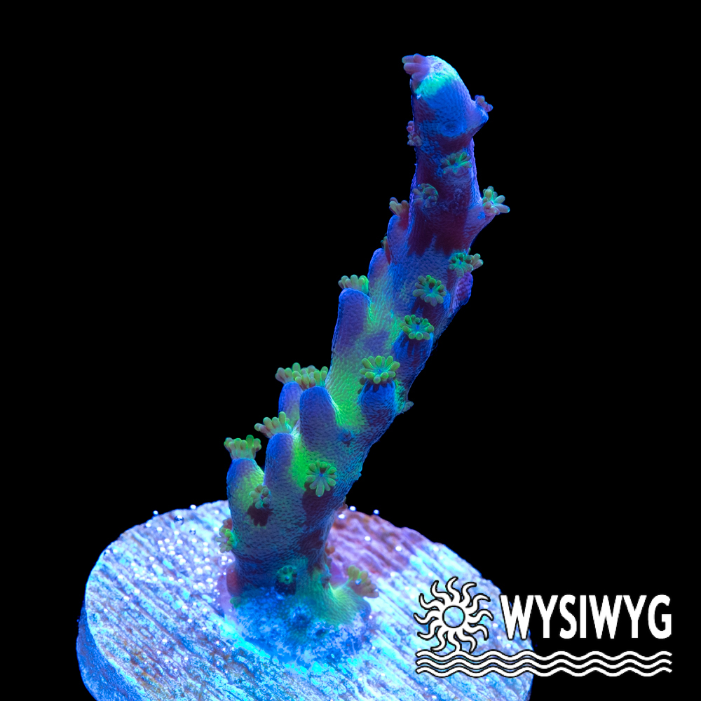 Miyagi Acropora tortuosa - Tidal Gardens