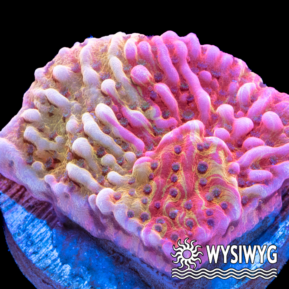 Iron Man Grafted Montipora - Tidal Gardens