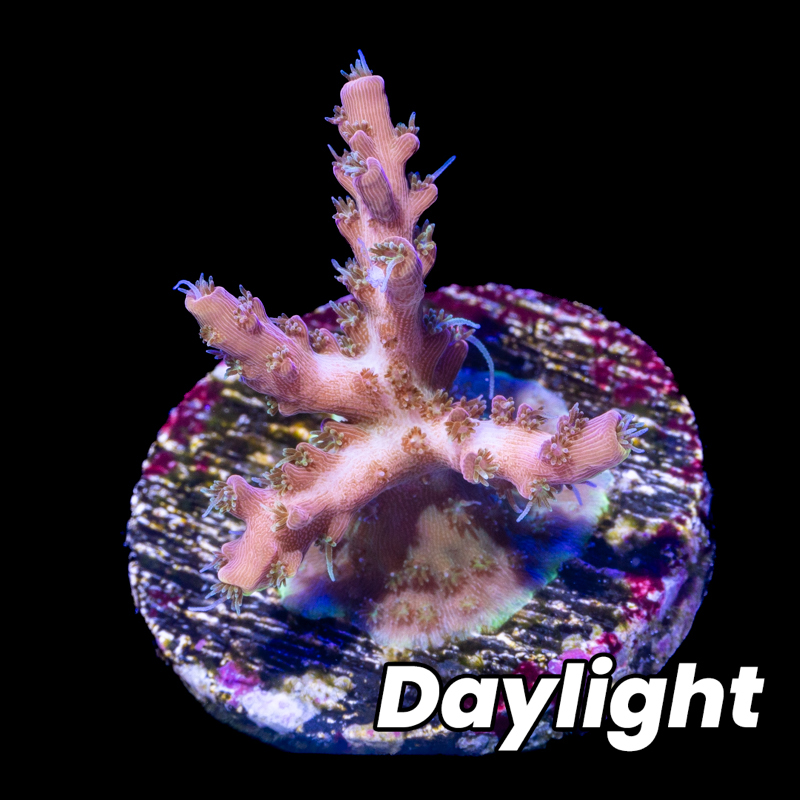 Pinky The Bear Acropora - Tidal Gardens