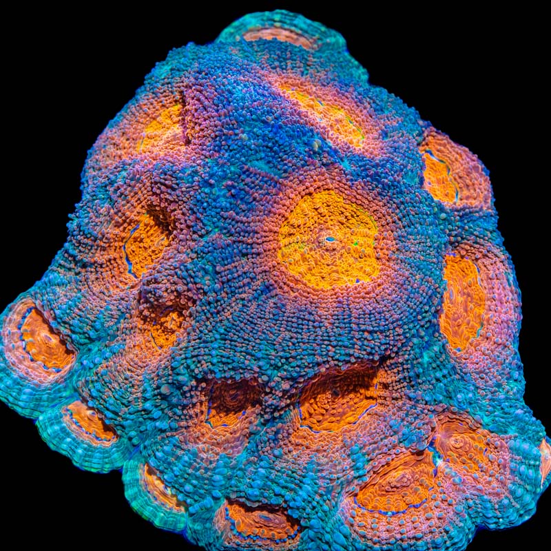 Acan Coral