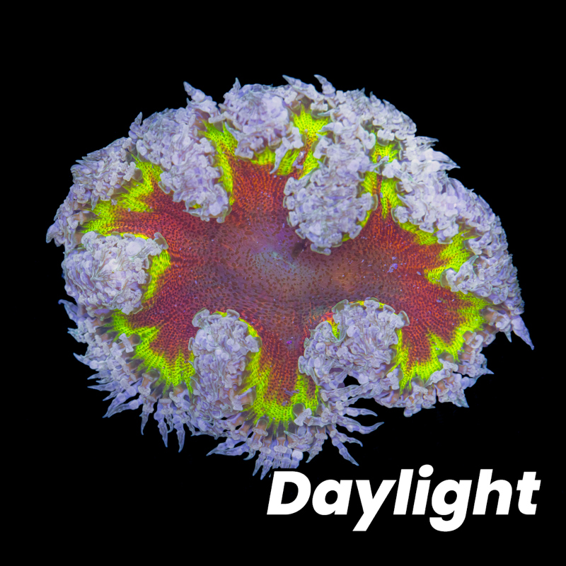 Tidal Gardens - Ultra Flower Anemone