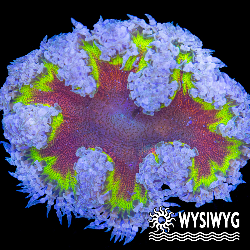 Tidal Gardens - Ultra Flower Anemone