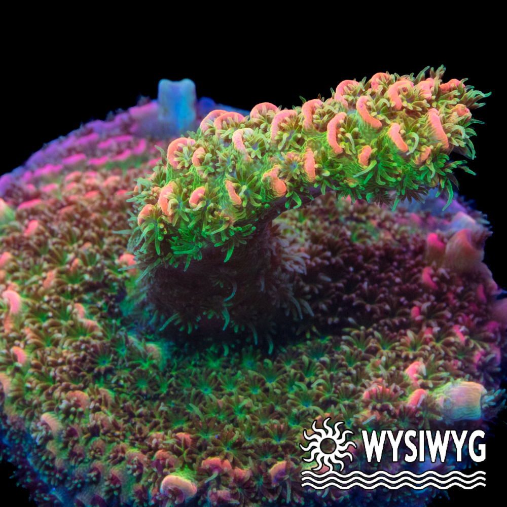 Solar Flare Acropora millepora - Tidal Gardens