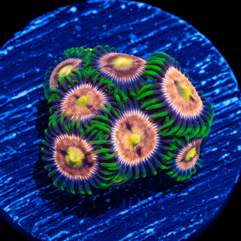 Zoanthids & Palythoas for Sale Tidal Gardens