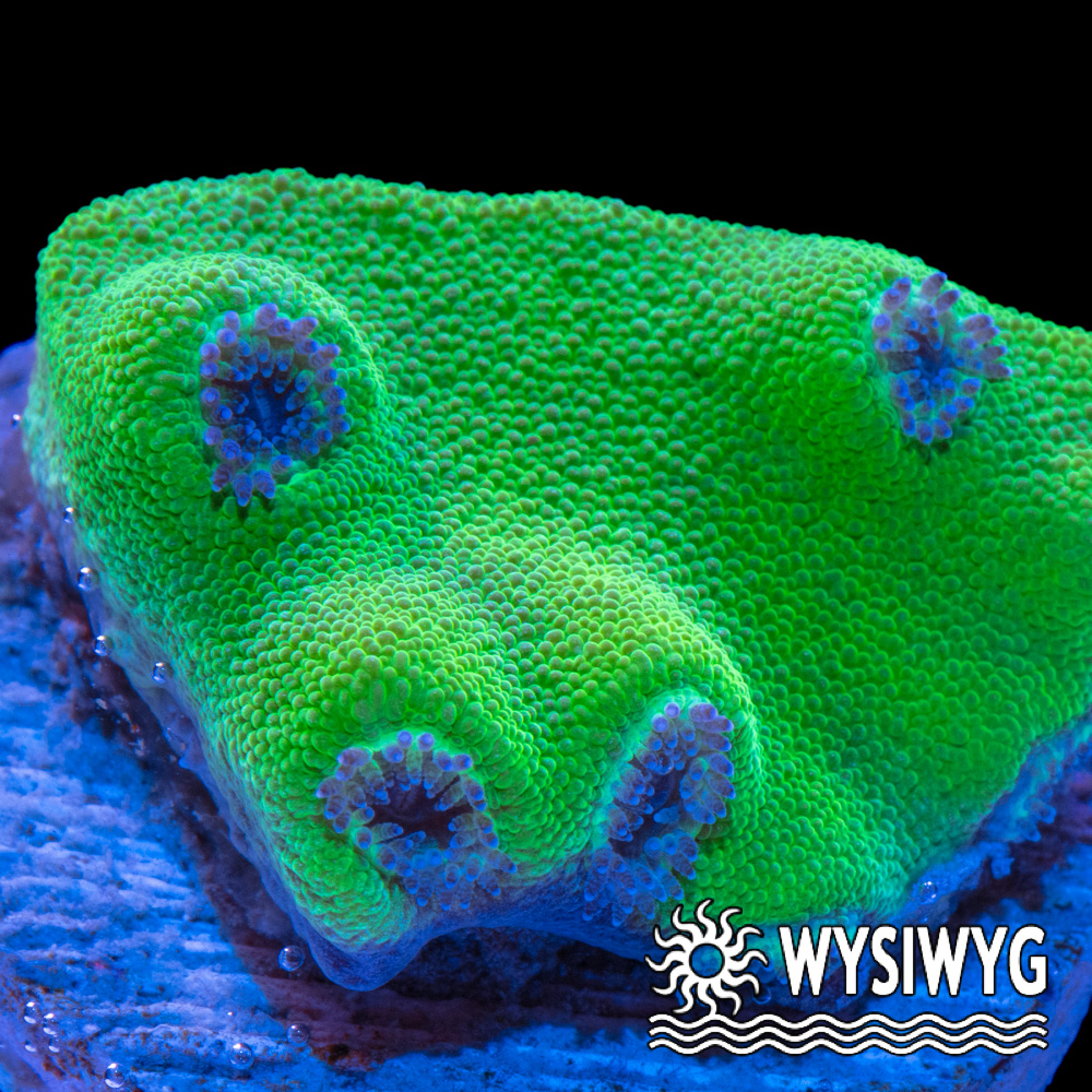 Joker Scroll Coral - Tidal Gardens