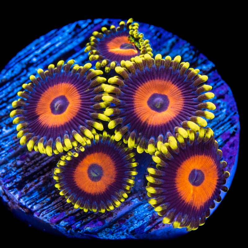 Tidal Gardens Super Sunflower Zoanthids