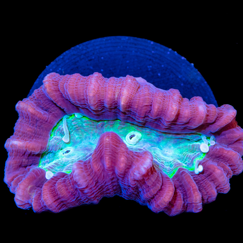 Candy Cane Corals for Sale Tidal Gardens