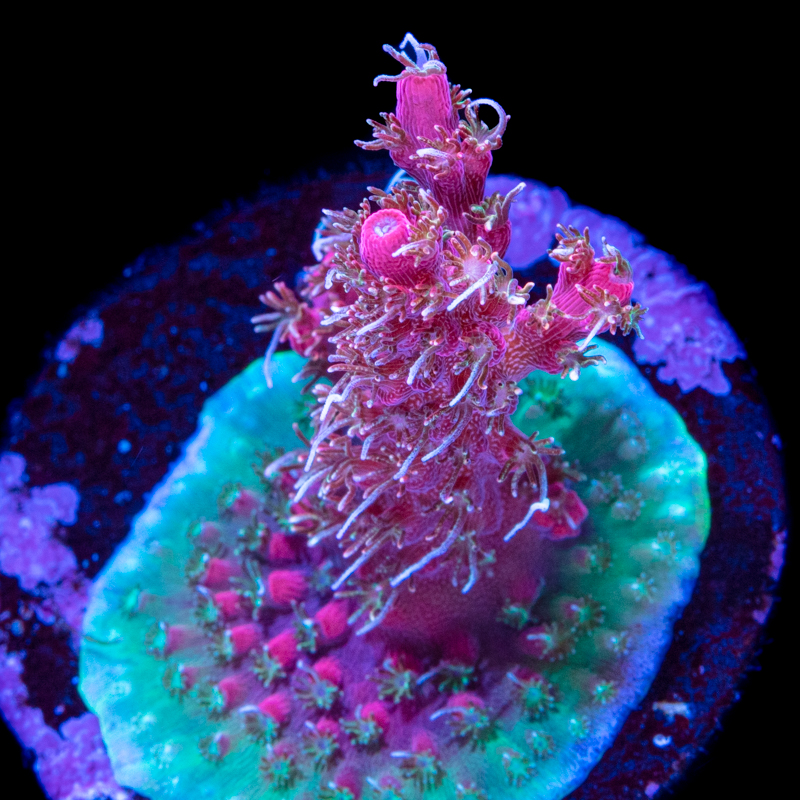 Tidal Gardens - Confetti Acropora