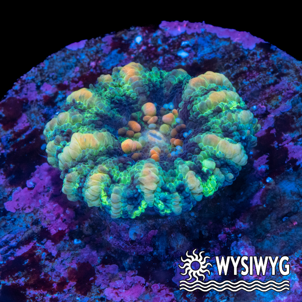 Unique Ultra Mini Scolymia - Tidal Gardens