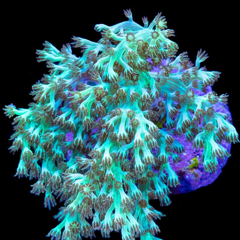 Kenya Tree Corals for Sale Tidal Gardens