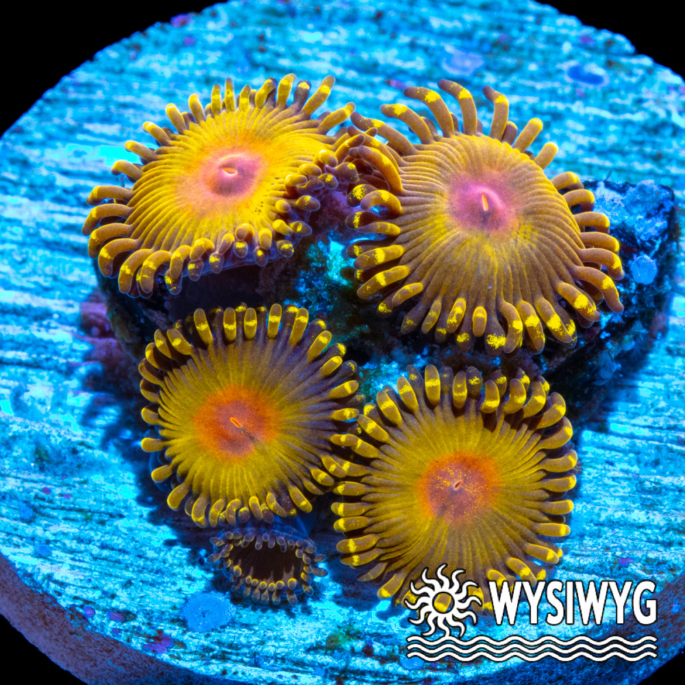Impastas Zoanthids - Tidal Gardens