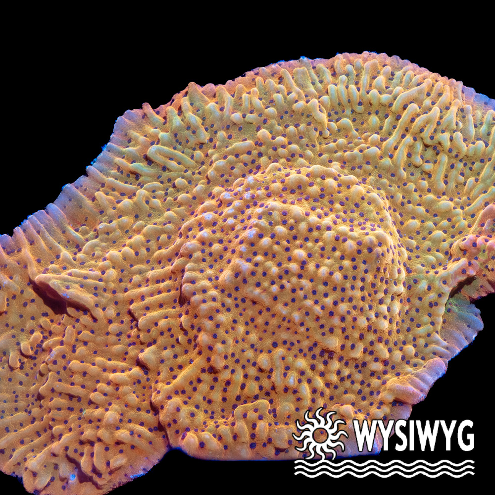 Slow Burn Montipora - Tidal Gardens