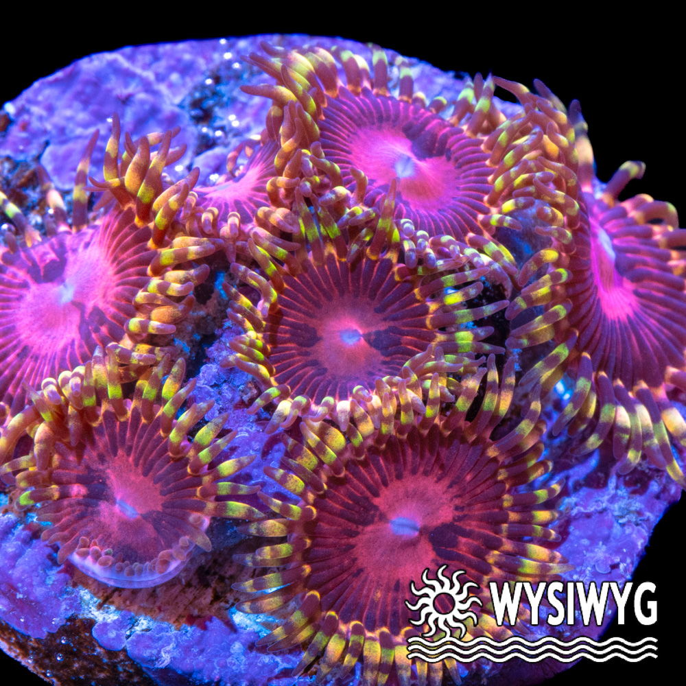 Aphrodite Zoanthids - Tidal Gardens