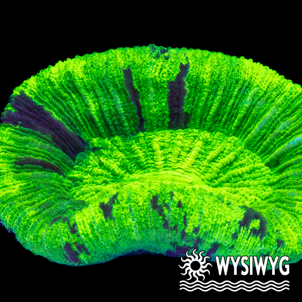 Neon Green Trachy Brain - Tidal Gardens