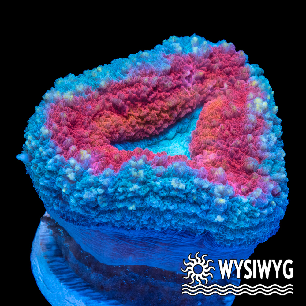 What You See Is What You Get (WYSIWYG) Corals for Sale - Tidal Gardens