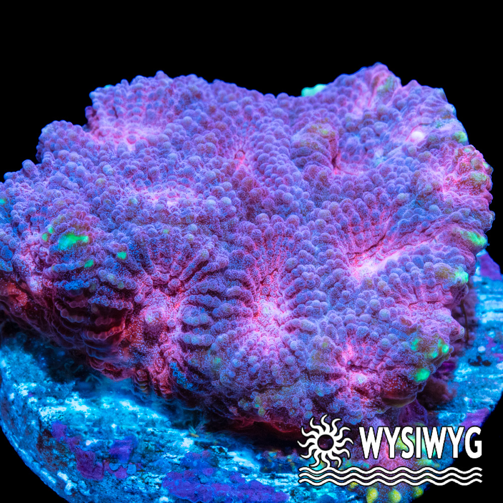 Pretty In Pink Favia - Tidal Gardens