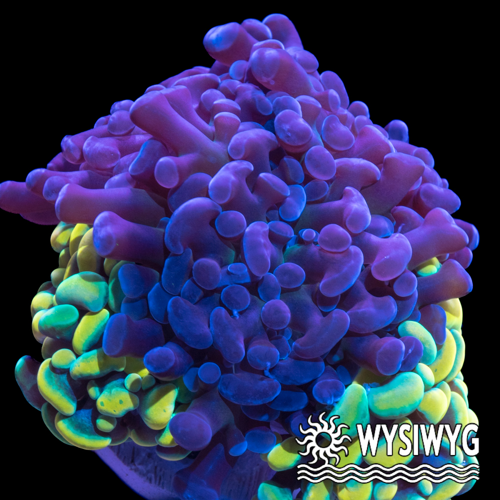 Branching Hammer Bouquet - Tidal Gardens