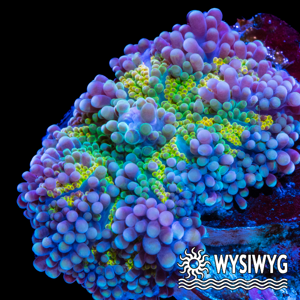 Twisted Olive Ricordea yuma Mushroom - Tidal Gardens