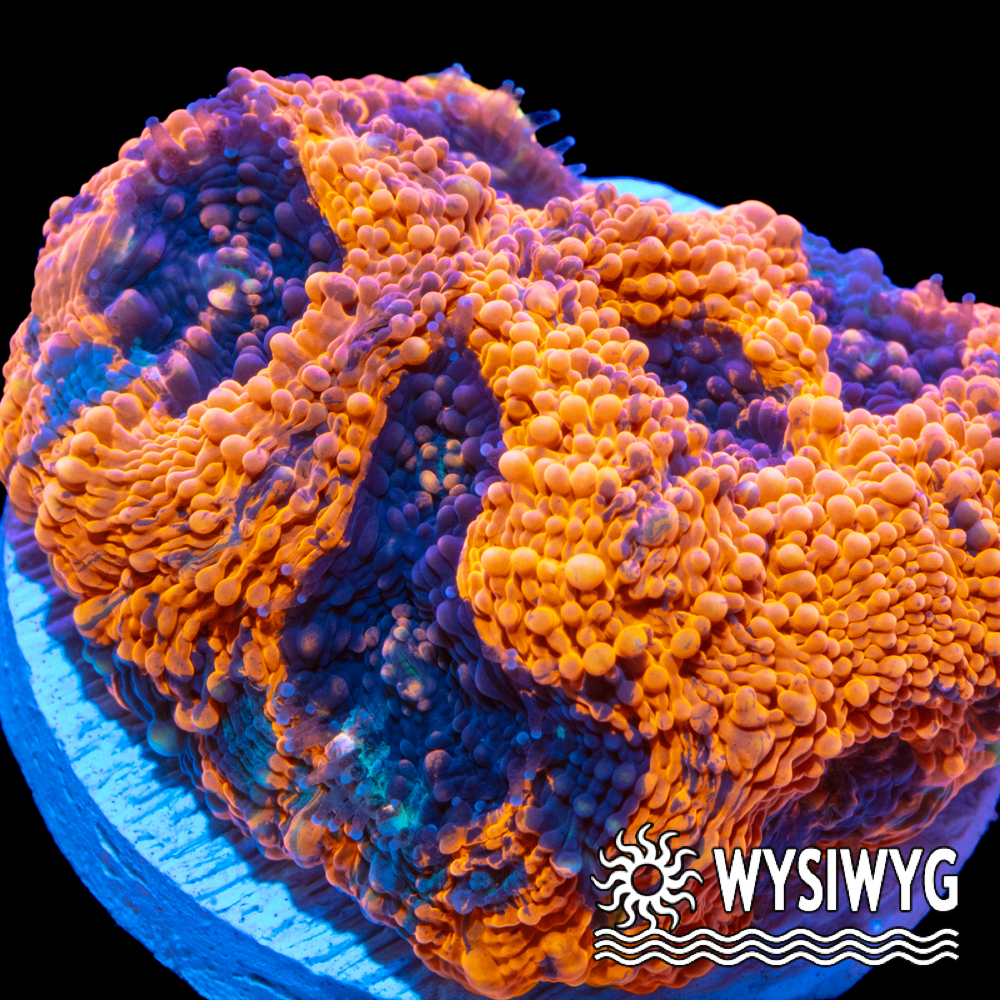 Orange Crush Acanthastrea echinata - Tidal Gardens