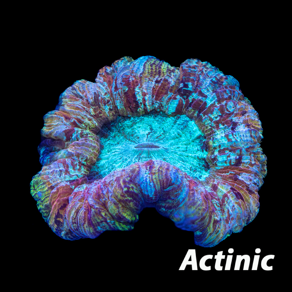 Indo Rainbow Trachy - Tidal Gardens