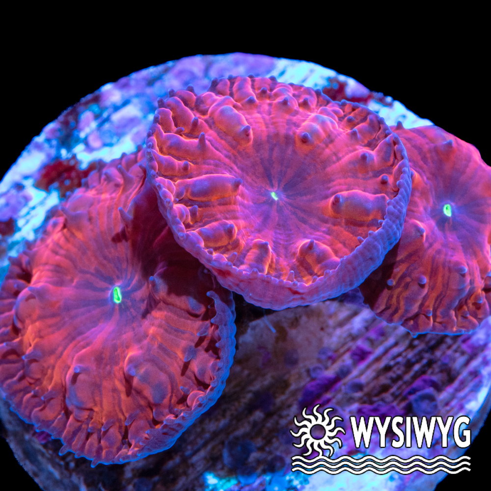 What You See Is What You Get (WYSIWYG) Corals for Sale - Tidal Gardens