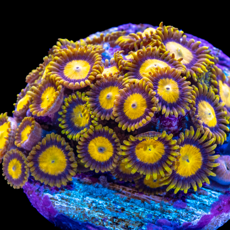 Tidal Gardens King Midas Zoanthids - Main Image