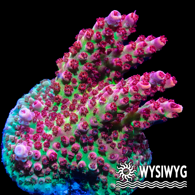 Tidal Gardens - Princess Peach Acropora