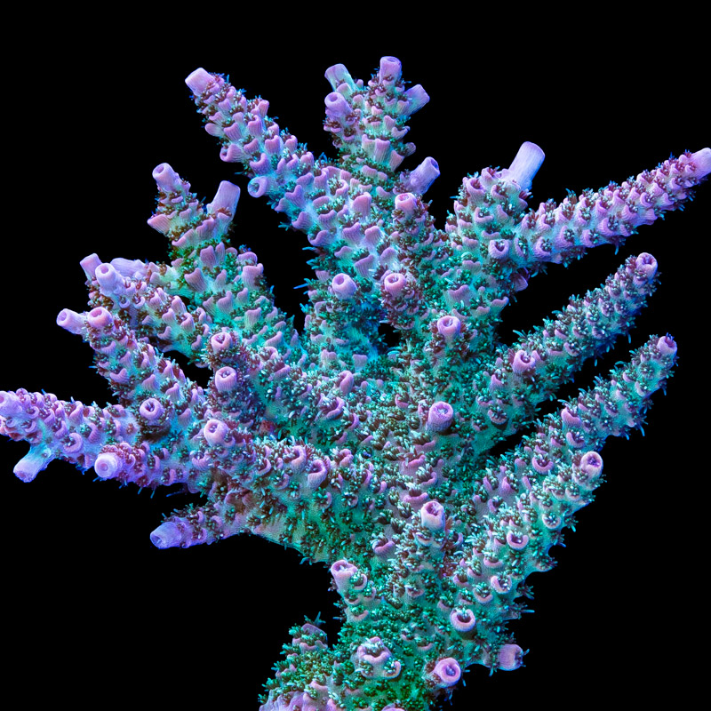 Tidal Gardens - Pink Stardust Acropora millepora