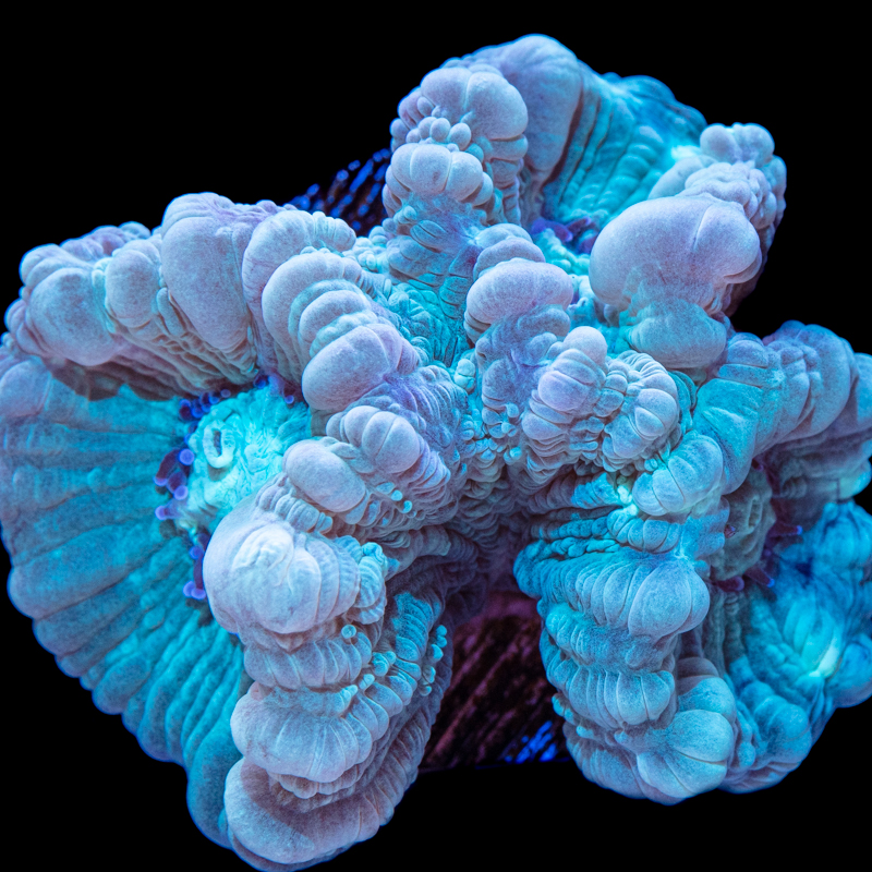 Tidal Gardens - Teal Candy Cane