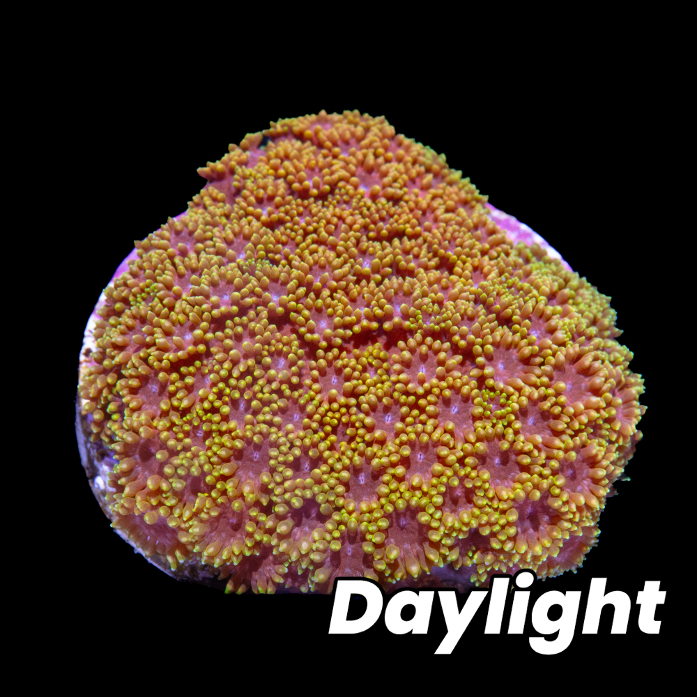 Hellscape Micro Goniopora - Tidal Gardens