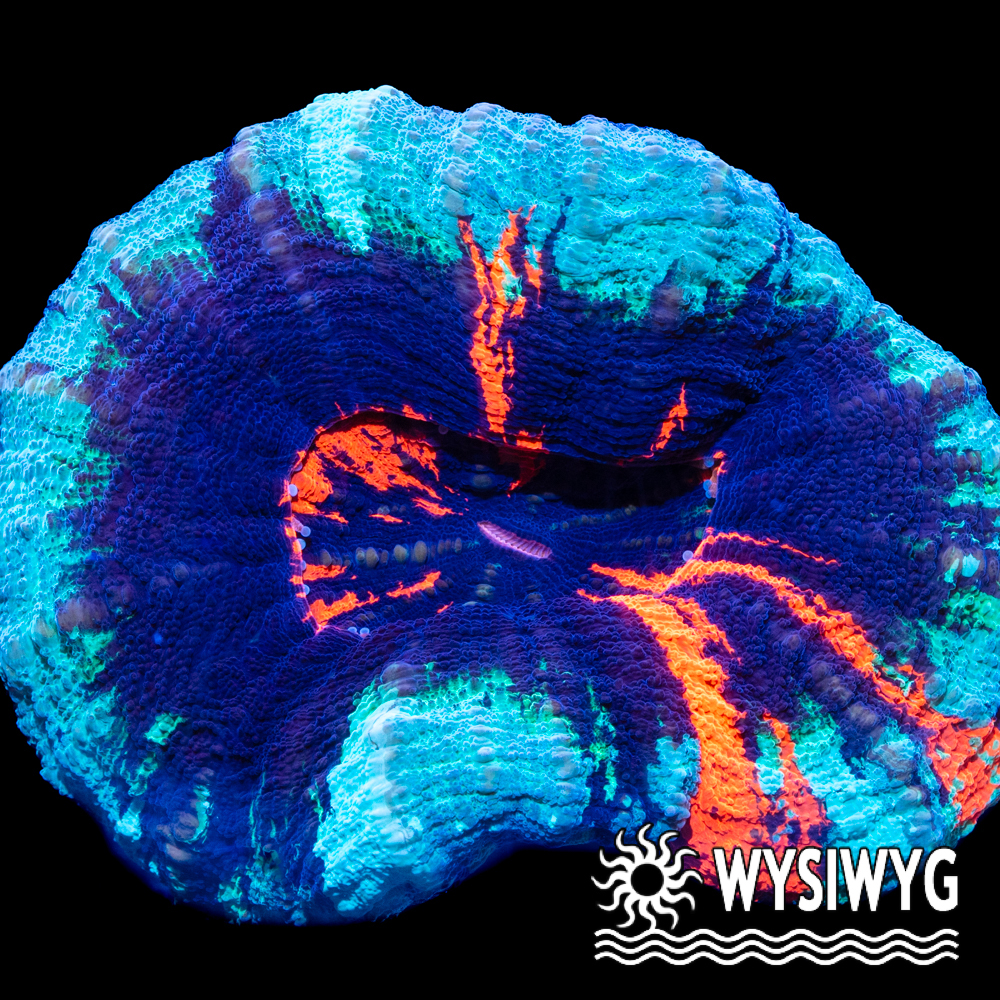 Mobile Coral: A Practical Review of Coral Casino App for UK Players